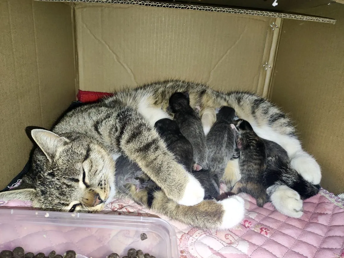 小猫