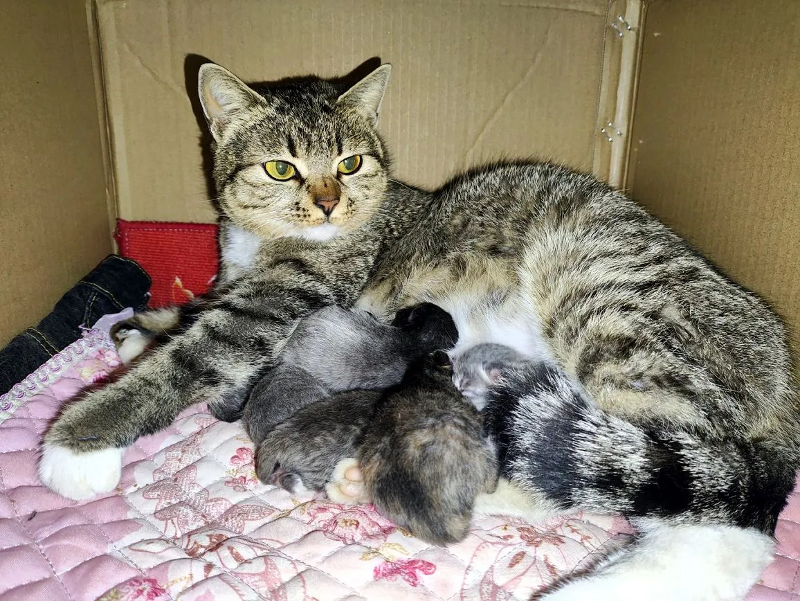 小猫